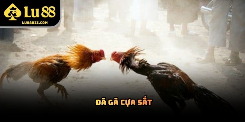 Đá Gà Cựa Sắt – Hình Thức Giải Trí Trực Tuyến
