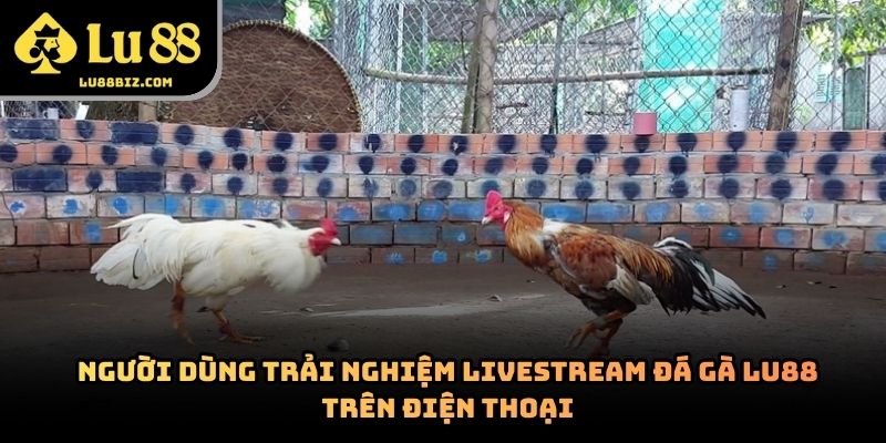 Đá Gà Lu88 – Chuyên Mục Trực Tuyến Thu Hút Người Dùng