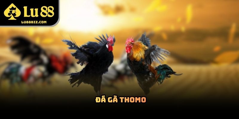 Đá Gà Thomo – Hình Thức Giải Trí Trực Tuyến 2026