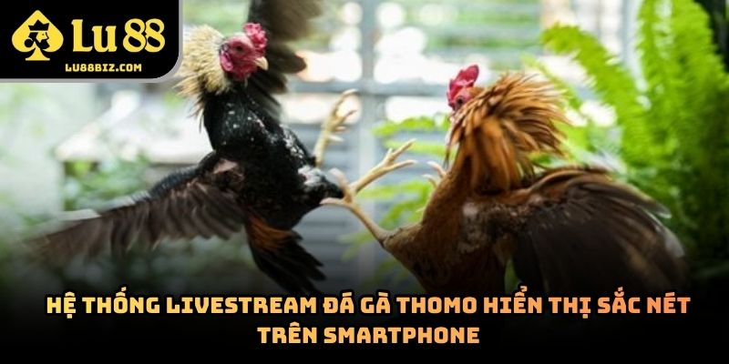 Đá Gà Thomo – Hình Thức Giải Trí Trực Tuyến 2026