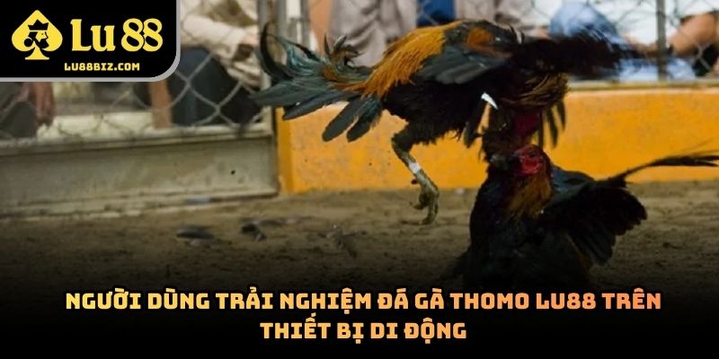 Đá Gà Thomo – Hình Thức Giải Trí Trực Tuyến 2026