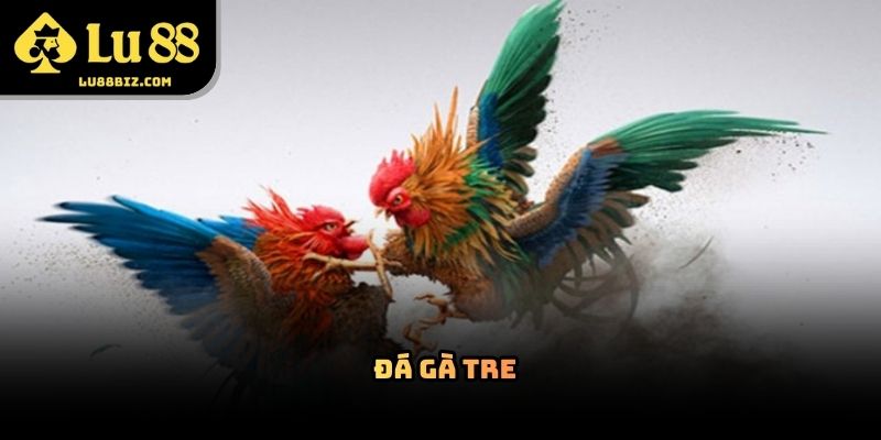 Đá Gà Tre – Hình Thức Giải Trí Trực Tuyến Lu88