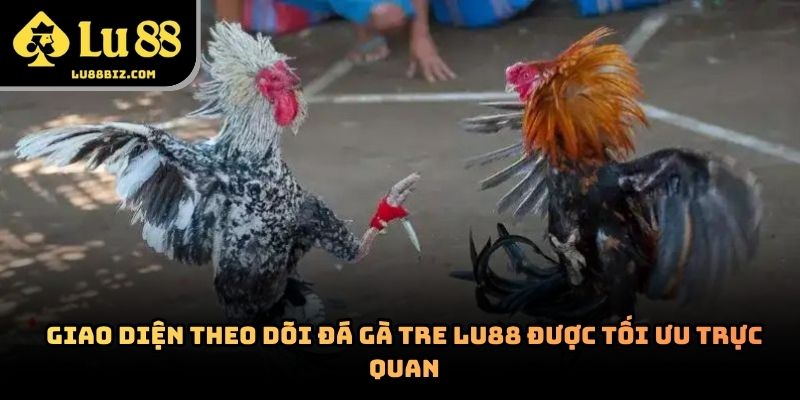 Đá Gà Tre – Hình Thức Giải Trí Trực Tuyến Lu88