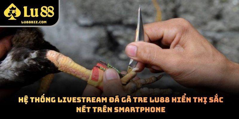 Đá Gà Tre – Hình Thức Giải Trí Trực Tuyến Lu88