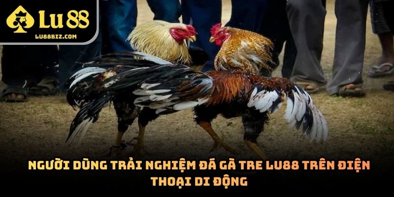Đá Gà Tre – Hình Thức Giải Trí Trực Tuyến Lu88